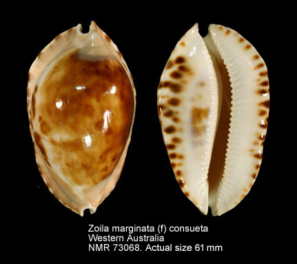 Zoila marginata (f) consueta (2).jpg - Zoila marginata (f) consueta Biraghi,1993